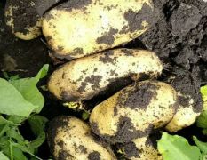 内蒙古牙克石市大量出售新品黑土地马铃薯