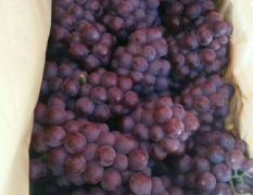 卢龙套袋巨峰葡萄大量上市