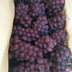 卢龙套袋巨峰葡萄大量上市