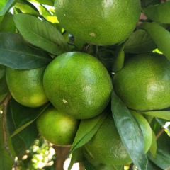 特早蜜桔大量供应