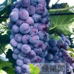 山东临朐冶源优质套袋巨峰葡萄