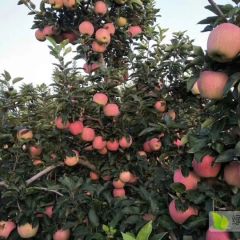 潍坊纸袋红星 金帅苹果