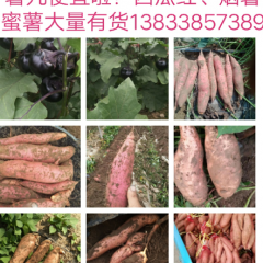供应河北饶阳红薯