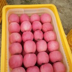 甘肃天水早熟嘎啦上市了