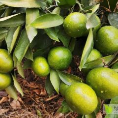 特早蜜桔上市了，普早预订中