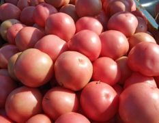硬粉西红柿持续上市
