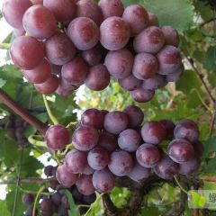 河南洛阳市偃师市巨峰葡萄有需要的可以联系