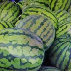 地产西瓜，大量上市