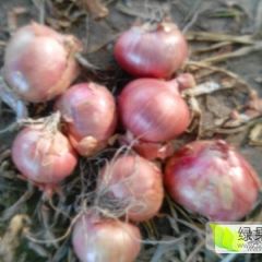 吉林省 农安县红皮鬼子葱（珠葱）大面积上市