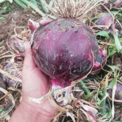 甘肃张掖精品紫葱基地