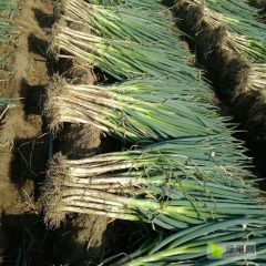 出售铁杆长白大葱