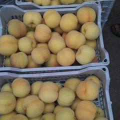 沂源金黄金桃大量上市