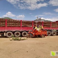 云南省昆明市寻甸县 高海拔地飞无农药