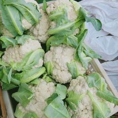 雪玉白菜花，有机花菜，山东菜花大量供应中