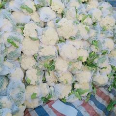 山东菜花大量供应，白菜花，有机花菜