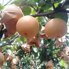 黄金、丰水梨大量上市了