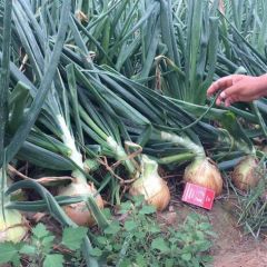 高颜值武威黄皮洋葱大户直销