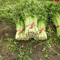 西芹产地，量大品质优急需销售