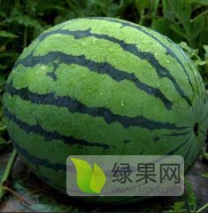 大量西瓜上市，瓜甜皮薄，品相极佳