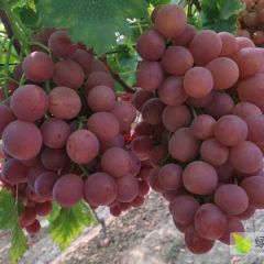 澧县精品红提代办欢迎采购