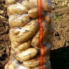 荷兰15、226希森6号出货中!