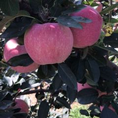 2017蒙阴苹果山区丘陵种植，色泽好点