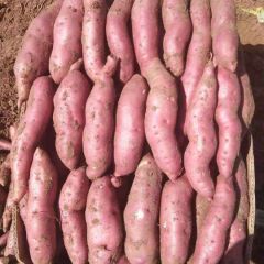辽宁凌海红薯大量上市