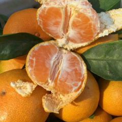 特早蜜橘大量上市，欢迎采购！