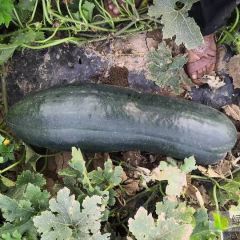 精品黑皮冬瓜质量杠杠的……