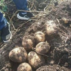 大量出售土豆品种