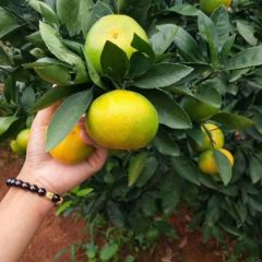 湖北宜昌枝江特早蜜桔一自家果园一产地直销