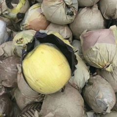 潍坊黄金梨 丰水梨
