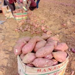 临沭季顺农业合作社红薯，集种植购消一体化