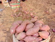 临沭季顺农业合作社红薯，集种植购消一体化