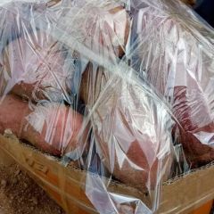 临沭青云镇红薯产区常年提供西瓜红，济26，烟25，红红苏八，龙九