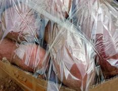 临沭青云镇红薯产区常年提供西瓜红，济26，烟25，红红苏八，龙九