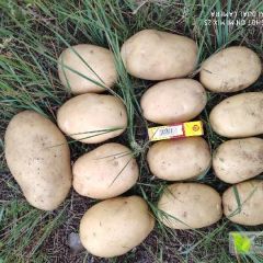 黄心土豆便宜了大量上市