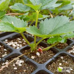 山东，妙香草莓苗种植技术，妙香七号草莓苗种植方法