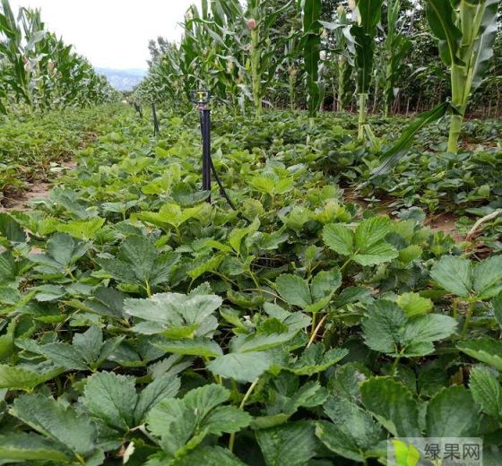 2019年山东岱岳章姬草莓苗价格
