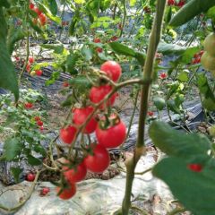 山东平度釜山88，可代购，装盒，质优