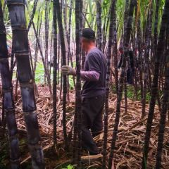 广州南沙甘蔗上市啦！欢迎老板前来采购！诚信经营，合作共赢