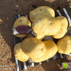 尤金明天起秧子，需要的老板提前联系我