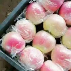 河北辛集农产品供应商