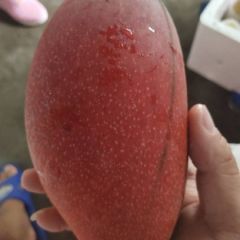 海南贵妃芒！产地直销！全海南省！