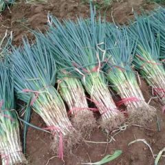 诚信服务，一次牵手，终身朋友