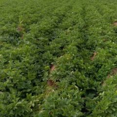 陕西靖边400吨土豆现挖现卖