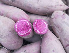 红薯基地，品种有：龙薯九，双季王