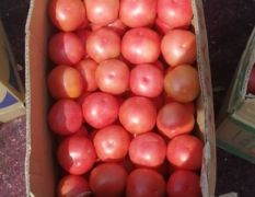 沙坡头西红柿质量优，供货量大