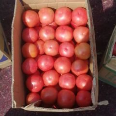 沙坡头西红柿质量优，供货量大