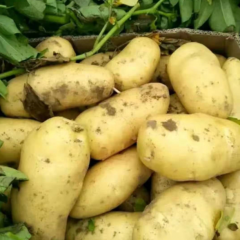 优质荷兰十五大量出货中!品色好 价格低